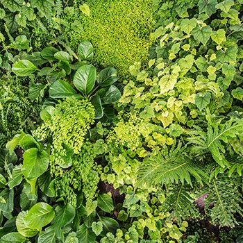 plants