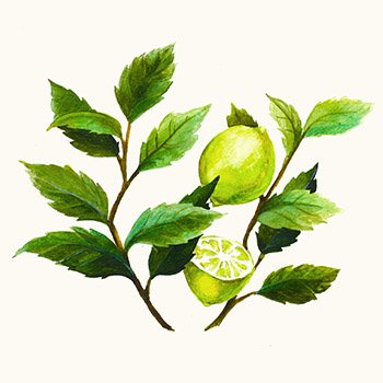 Watercolour Illustration