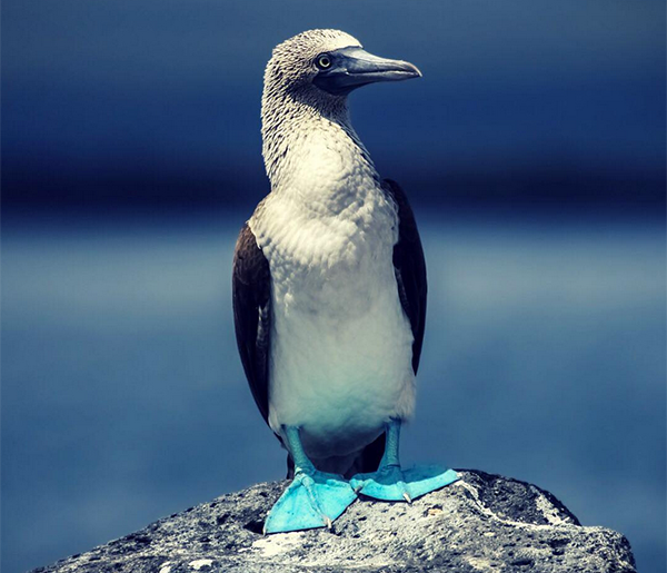 Booby Bird