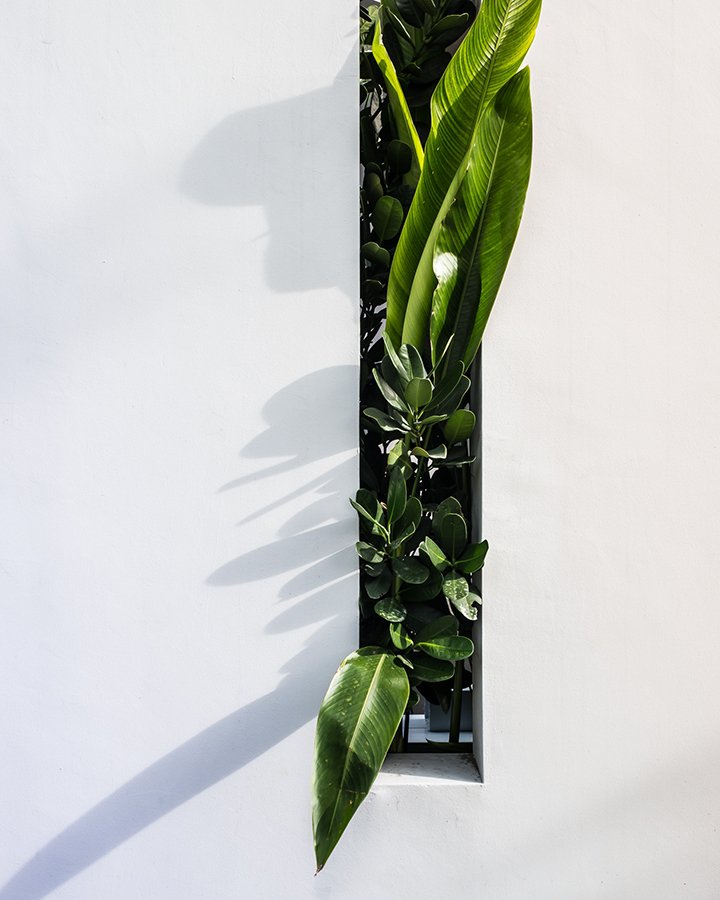 plants
