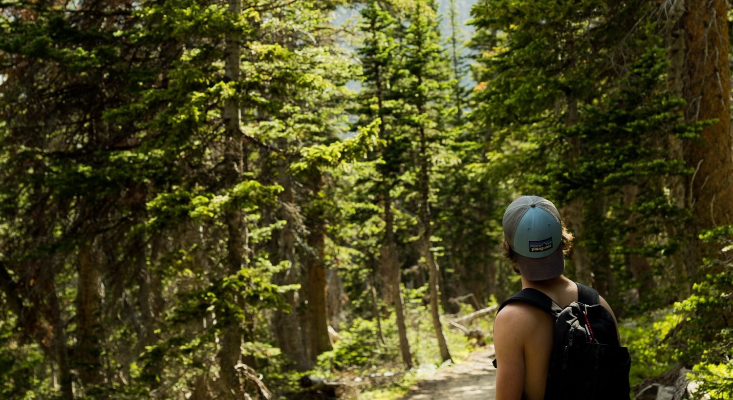 forest view