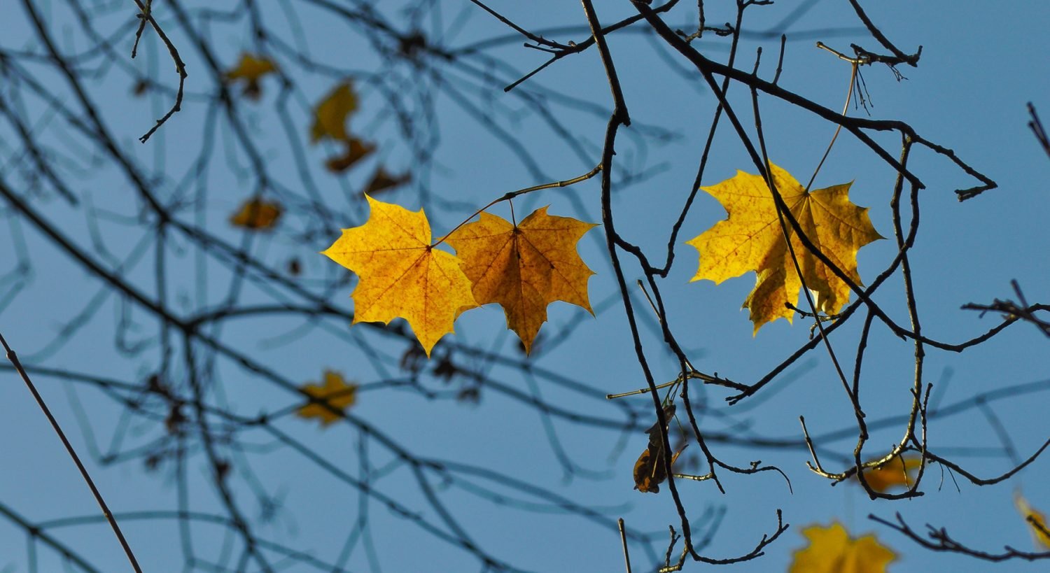 Leaf Banner