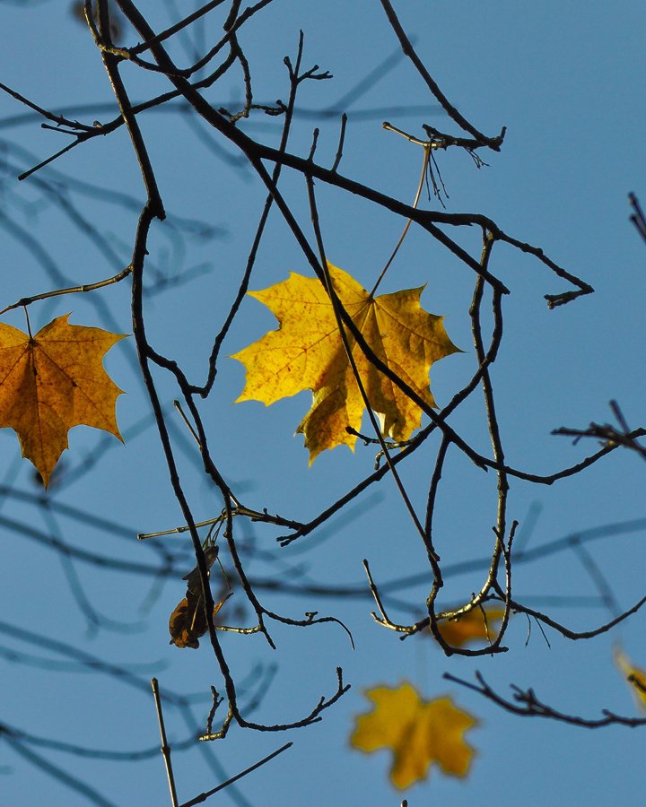 Cropped Leaf